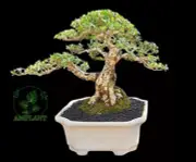 (real pict) Bonsai Pemphis acidula bonsai tree