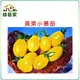【綠藝家】大包裝G21.黃果小蕃茄種子0.35克(約140顆)