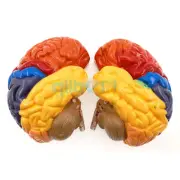 2 Part Color Human Brain Function Domain Anatomy Anatomical Model Medical