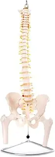 66fit Flexible Vertebral Column - Pelvis & Femur Head - Medical Educational Training Aid