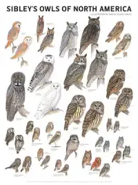 在飛比找博客來優惠-Sibley’s Owls of North America