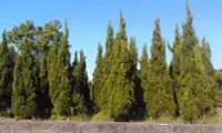 在飛比找Yahoo!奇摩拍賣優惠-【旭昇景觀樹園藝行】龍柏高4米.米徑8-10公分黑松桂花油杉