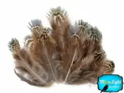 1/8 Lbs. - Green Almonds Ringneck Pheasant Plumage Wholesale Feathers Bulk Craft