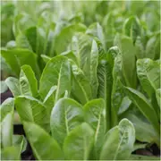 Lettuce - Oriental seeds