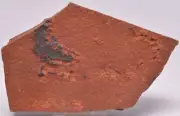 HORODYSKIA Mesoproterozoic 1.4 B.Y.O, AUSTRALIAN FOSSIL F34