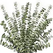 12Pcs Dried Eucalyptus Branches Greenery Stems,17 Inch 100% Live Eucalyptus Leaves Plant Greenery Decor