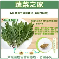 在飛比找樂天市場購物網優惠-【蔬菜之家】A48.齒葉芝麻菜種子(裂葉芝麻菜)(共有2種包