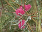 Hakea grammatophylla - MacDonnell Ranges Hakea, Australian Native