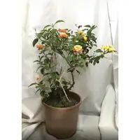 在飛比找蝦皮購物優惠-花囍園_圍籬觀花植物—馬櫻丹--隨機出顏色~優良園藝植栽/6