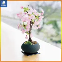 在飛比找蝦皮購物優惠-【茶救】日本矮化微型櫻花 四季開花 花卉盆栽 櫻花 種子