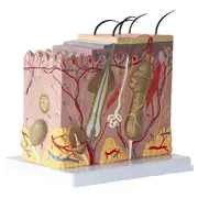 Skin Model 50X Enlarged Anatomical Skin Model Anatomy Three-Dimensional Skin Model for Classroom Study Display Teaching as shown