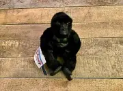 Disney Store Mighty Joe Young Gorilla 8" Mini Bean Bag Plush
