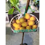 霏霏園藝金沙黃金果大果品種一棵特價500元4吋盆