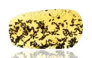 Huge Swarm of Brachycera (Flies), Fossil insect inclusion in Burmese Amber