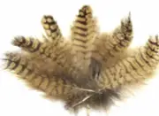 5pcs Pheasant Natural Genuine Real Feathers 8-12cm DIY Craft Decor Smudge Fan