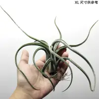 在飛比找蝦皮購物優惠-空氣鳳梨 女王頭  Tillandsia caput med