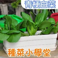 在飛比找蝦皮購物優惠-【現貨】【全館590免運】種菜小學堂-青梗白菜(青江菜)  