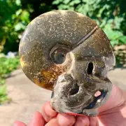 328G Rare! Natural Tentacle Ammonite FossilSpecimen Shell Healing Madagascar
