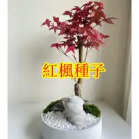 在飛比找蝦皮購物優惠-🌱【馥郁】15款最低價盆栽楓樹種子 本地紅楓 美國紅楓 日本