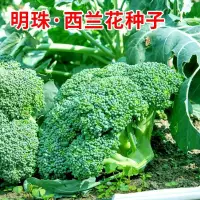 在飛比找蝦皮購物優惠-現貨、種子 明珠西蘭花種子西藍花綠色青花椰菜菜花種籽春秋農家