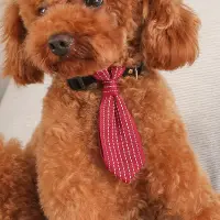 在飛比找Very buy優惠-天才狗寵物用品寵物項圈小型貓狗通用領帶項圈時尚領帶配飾