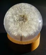 2.3" Real Dandelion in Clear Lucite Globe on Wood Stand Anniversary Wedding Gift
