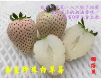 在飛比找樂天市場購物網優惠-尚未開花結果 [奈良珍珠白草莓盆栽 日本白草莓盆栽 粉白草莓