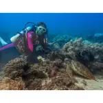 小琉球 體驗潛水 水肺潛水 深度潛水 觀光潛水 水上活動