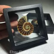 1pc Natural Ammonite Fossil Specimen conch quartz Crystal Shell+Gift box reiki