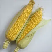 Corn Sweet - Max F1 seeds