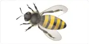 Bumble Bee Centered #2 Photo License Plate