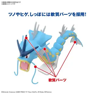 BANDAI 寶可夢 神奇寶貝 PLAMO 收藏集 52 精選系列 暴鯉龍 組裝模型 東海模型