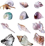Yanmucy 12 Pack Hermit Crab Shells Natural Aquarium Decorations for Hermit Crab Habitat or Fish Tank