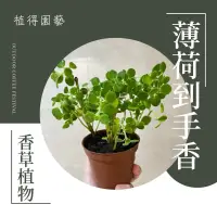 在飛比找蝦皮購物優惠-植得｜左手香·到手香·印度薄荷｜香草植物