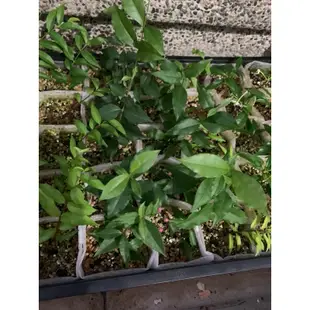 🪴多肉小雞腿🪴李氏櫻桃-櫻桃-3寸盆-盆栽素材-小品盆栽