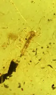 scutiger coleoptrata burmite Cretaceous Amber fossil dinosaurs era