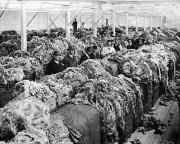 Bendigo Victoria 1905 - Wool buyers inspecting wool Old Historic Photo