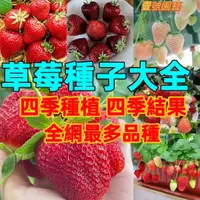 在飛比找蝦皮購物優惠-全網最多款💎草莓種子💎奶油草莓 紅顏草莓 黃心草莓 爬藤草莓
