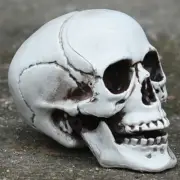 Foam Skull Head Plastic Heads Props Halloween Skeleton Model Child Man