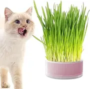 Cat Grass Box | Hydroponic Planter Boxes | Detachable Sprouter Tray, Soil Free Grass Box Aid Digestion, Home Decoration Borato