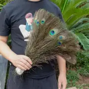 10 Pcs Peacock Natural Feathers Craft Decoration DIY Natural Art Tail 10-12"