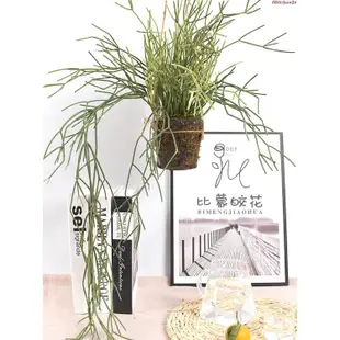仿生真綠植物蕨類葉裝飾假竹子大盆栽室內客廳落地造景觀布置擺件