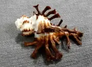 Homalocantha scorpio 50.3 mm F+++ BIG SIZE unusual LONG spines WOW!!!