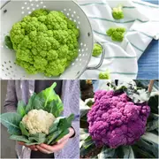 Cauliflower Seeds - Assorted 3 Packs