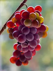 Buy Grape Vine Pinot Gris - Vitis Vinifera