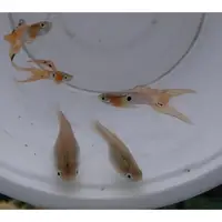 在飛比找蝦皮購物優惠-【蝦迷水族】日本藍紅雙劍 孔雀對魚 品系孔雀 飼料 水族 飼