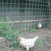 Garden Mesh Fencing, PVC Coating Waterproof 6Cm Mesh Size 1.8X30m Fence Mesh Roll, for Chicken, Duck, Rabbit Animal Pen,Ordinary,2.3MM