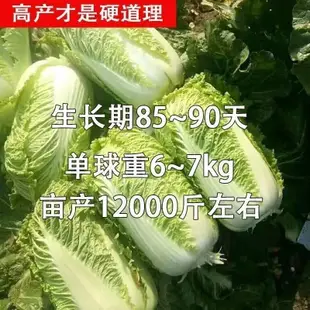 大白菜種子高産抗病山東白菜籽上海青抗病抗寒熱小白菜蔬菜種子【酷農種業】