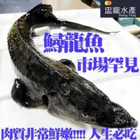 在飛比找蝦皮商城優惠-【盅龐水產】現殺活體鱘龍魚冷凍配送 - 800公克~1100