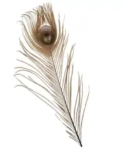 Cactus Ranch Feather Peacock Eye Beige - Hats Add-Ons - F-Pe-B